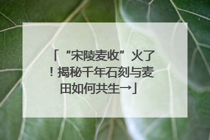 “宋陵麦收”火了！揭秘千年石刻与麦田如何共生→
