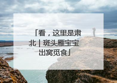 看，这里是肃北｜斑头雁宝宝出窝觅食