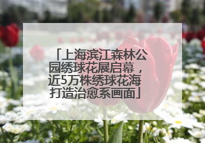 上海滨江森林公园绣球花展启幕，近5万株绣球花海打造治愈系画面