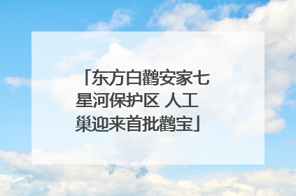 东方白鹳安家七星河保护区 人工巢迎来首批鹳宝