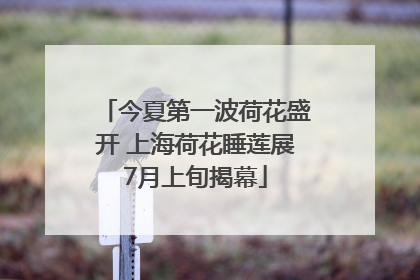 今夏第一波荷花盛开 上海荷花睡莲展7月上旬揭幕