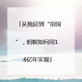 从独居到“帝国”，蚂蚁如何用1.6亿年实现