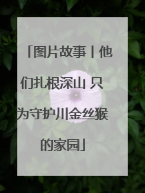 图片故事丨他们扎根深山 只为守护川金丝猴的家园