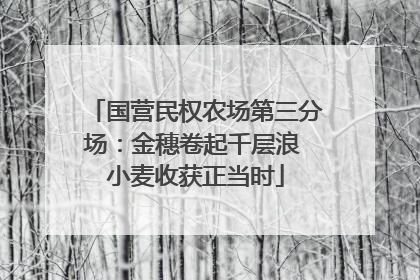 国营民权农场第三分场：金穗卷起千层浪 小麦收获正当时