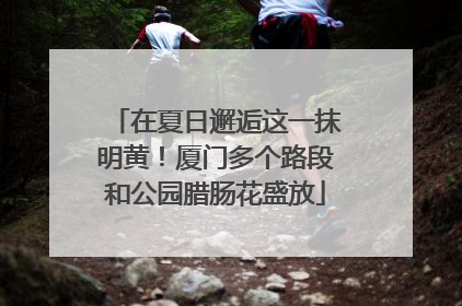 在夏日邂逅这一抹明黄！厦门多个路段和公园腊肠花盛放