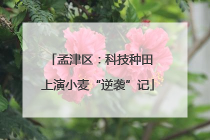 孟津区：科技种田 上演小麦“逆袭”记
