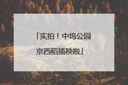 实拍！中坞公园京西稻插秧啦