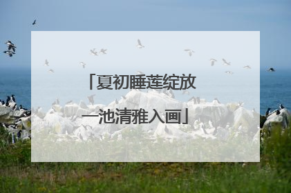 夏初睡莲绽放 一池清雅入画