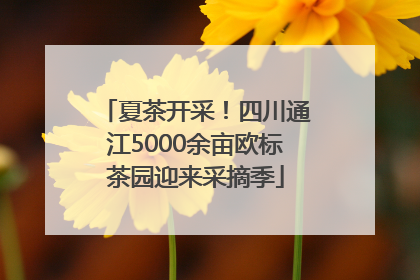 夏茶开采！四川通江5000余亩欧标茶园迎来采摘季