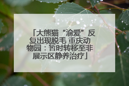大熊猫“渝爱”反复出现脱毛 重庆动物园：暂时转移至非展示区静养治疗