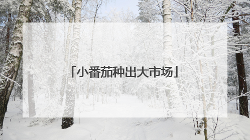 小番茄种出大市场