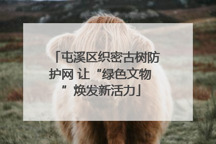 屯溪区织密古树防护网 让“绿色文物”焕发新活力
