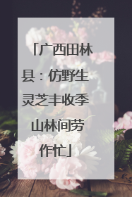 广西田林县：仿野生灵芝丰收季 山林间劳作忙