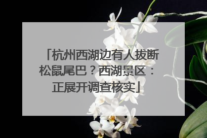 杭州西湖边有人拔断松鼠尾巴？西湖景区：正展开调查核实