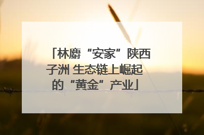 林麝“安家”陕西子洲 生态链上崛起的“黄金”产业