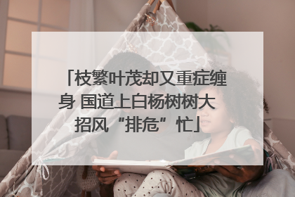 枝繁叶茂却又重症缠身 国道上白杨树树大招风“排危”忙