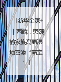 新华全媒+｜西藏：黑颈鹤家族高原湿地喜添“萌宝”