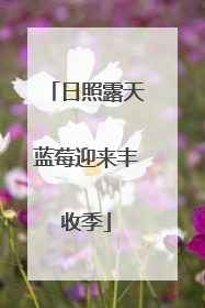 日照露天蓝莓迎来丰收季