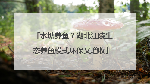 水塘养鱼？湖北江陵生态养鱼模式环保又增收