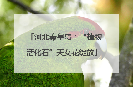 河北秦皇岛：“植物活化石”天女花绽放