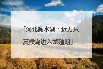 河北衡水湖：近万只夏候鸟进入繁殖期