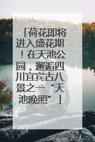 荷花即将进入盛花期！在天池公园，邂逅四川宜宾古八景之一“天池晚照”