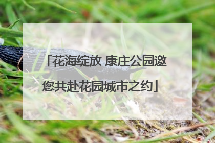 花海绽放 康庄公园邀您共赴花园城市之约