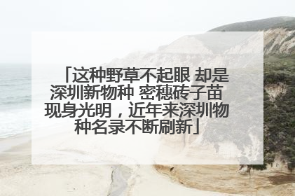 这种野草不起眼 却是深圳新物种 密穗砖子苗现身光明，近年来深圳物种名录不断刷新