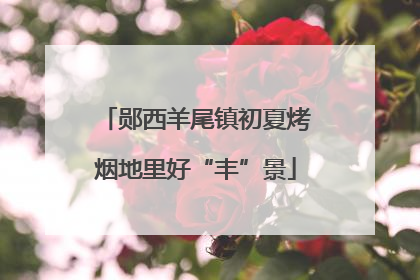 郧西羊尾镇初夏烤烟地里好“丰”景
