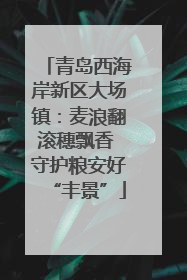 青岛西海岸新区大场镇：麦浪翻滚穗飘香 守护粮安好“丰景”