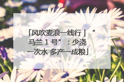 风吹麦浪一线行｜“马兰 1 号”：少浇一次水 多产一成粮