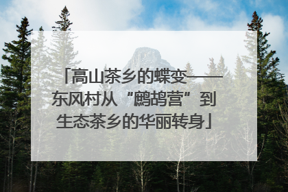 高山茶乡的蝶变——东风村从“鹧鸪营”到生态茶乡的华丽转身