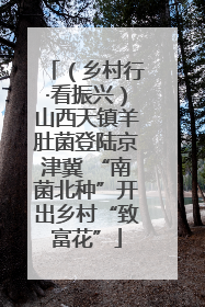 （乡村行·看振兴）山西天镇羊肚菌登陆京津冀 “南菌北种”开出乡村“致富花”