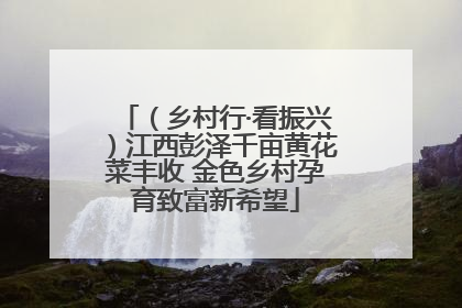 （乡村行·看振兴）江西彭泽千亩黄花菜丰收 金色乡村孕育致富新希望