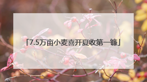 7.5万亩小麦喜开夏收第一镰